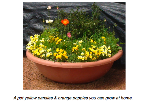 Yellow pansies.png