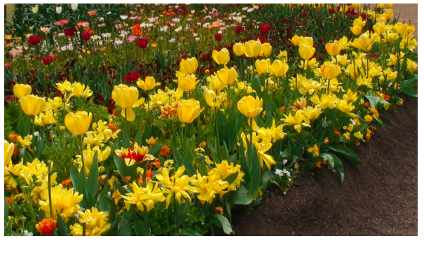 Yellow tulips.png