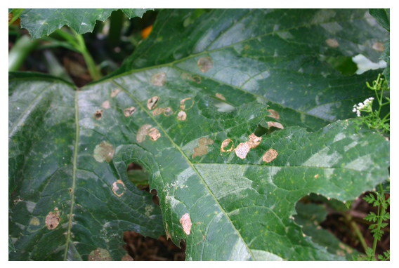zucchini leaf.png
