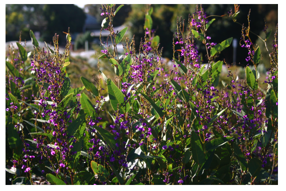 Hardenbergia.png