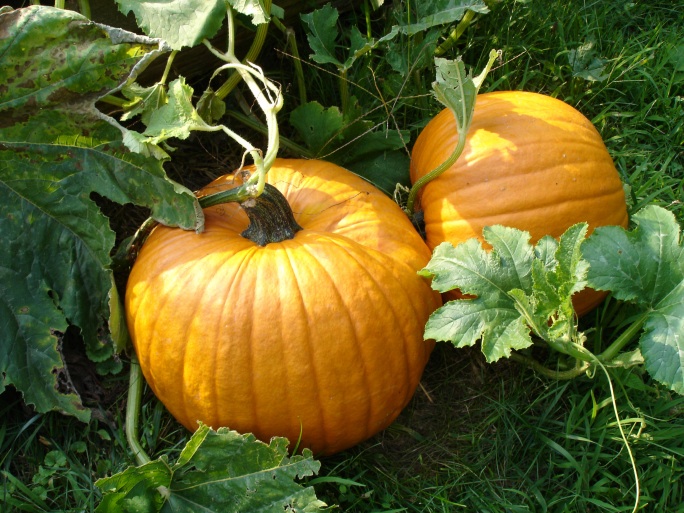 How to tell if your pumpkins are ready to harvest