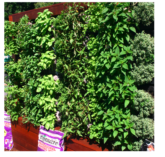 vertical garden 1.png