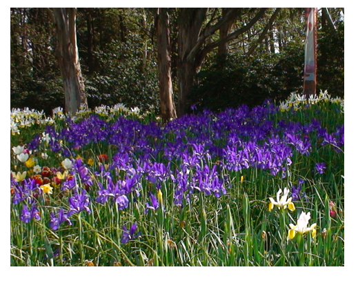 Blue flowers 1-irises.png