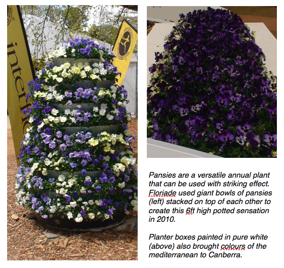 Blue flowers 2 - pansies.png