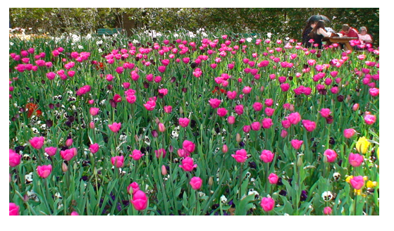 Pink Flowers 1.png