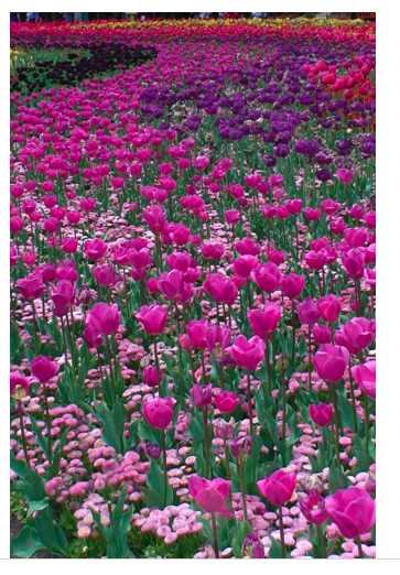 Pink Flowers 2.png