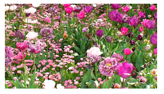 Pink Flowers 3.png