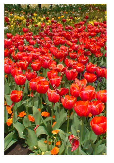 Red flowers tulips portrait.png