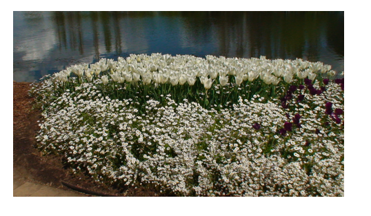 White flowers.png
