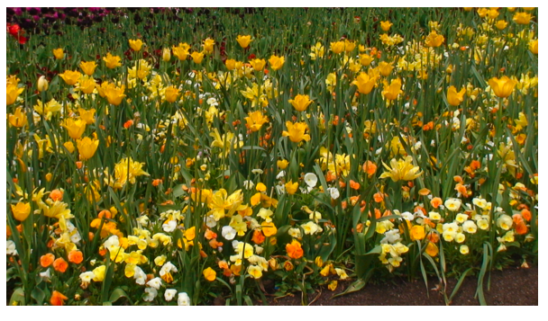 Yellow daffodils.png