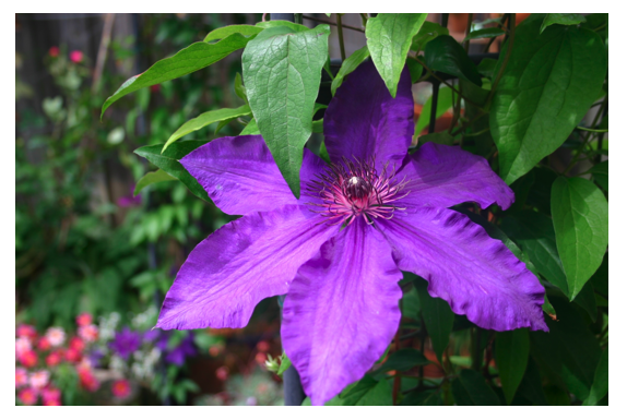 clematis.png