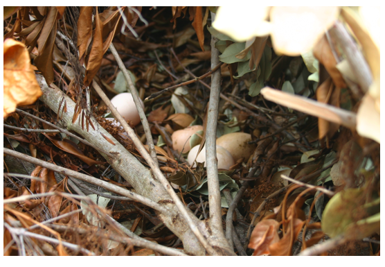 mulch eggs 2.png