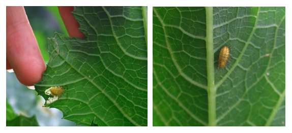 28 spotted ladybird larvae.png