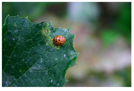 28 spotted ladybird.png