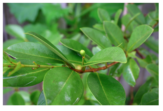 cherry guava bud.png