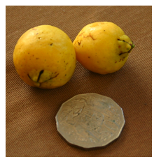 cherry guava fruit.png