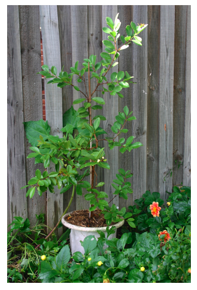 cherry guava pot.png