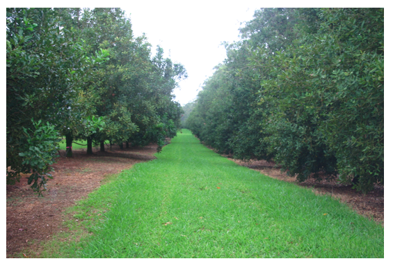 macadamia orchard.png