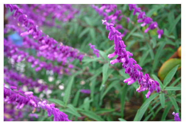 mexican sage flower.png