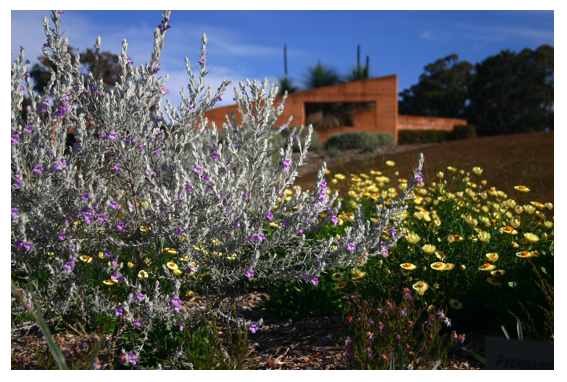 Eremophila.png