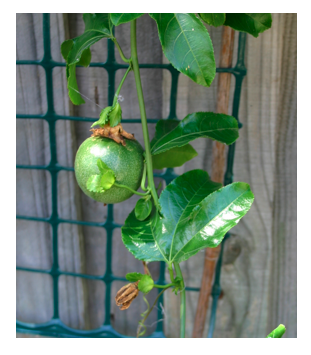 I attempted to make a trellis for my passionfruit flower. Will this work?  One strand of string, with an overhand knot with each wrap. : r/gardening