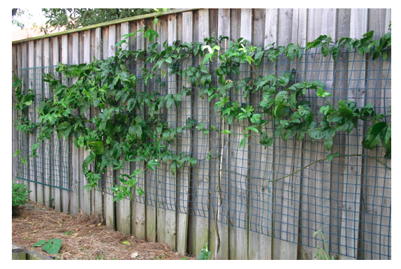 Espalier Darwin