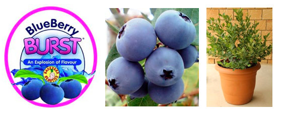 blueberry burst.png