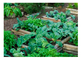 vegetable bed 2.png