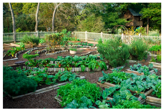 vegetable garden 2.png