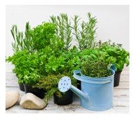 herb pots 1.jpg