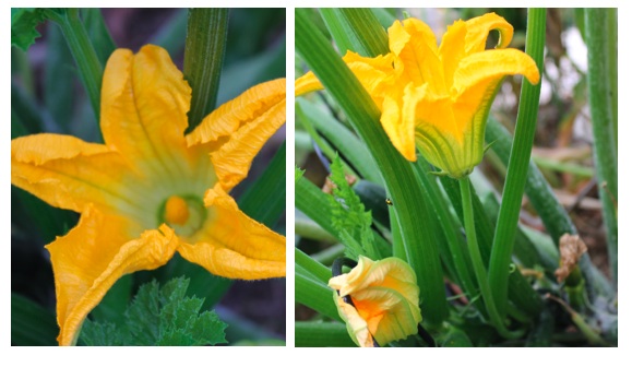 Zucchini Flowers but No Fruit The Veggie Lady