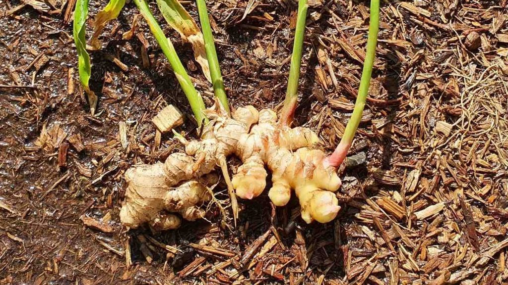 Growing And Harvesting Ginger – The Veggie Lady